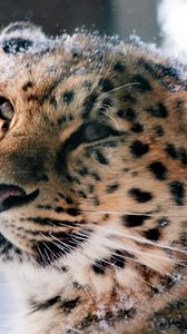 Preview wallpaper amur leopard, wild cat, leopard, muzzle, snow
