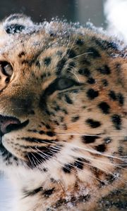 Preview wallpaper amur leopard, wild cat, leopard, muzzle, snow