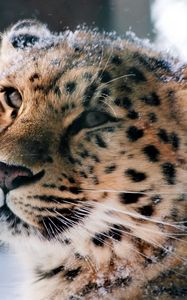 Preview wallpaper amur leopard, wild cat, leopard, muzzle, snow