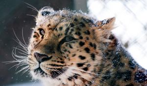 Preview wallpaper amur leopard, wild cat, leopard, muzzle, snow