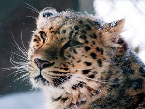 Preview wallpaper amur leopard, wild cat, leopard, muzzle, snow