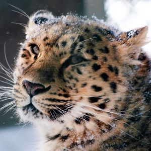 Preview wallpaper amur leopard, wild cat, leopard, muzzle, snow