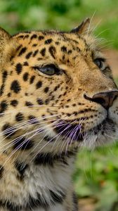 Preview wallpaper amur leopard, wild cat, muzzle, predator