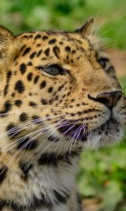 Preview wallpaper amur leopard, wild cat, muzzle, predator