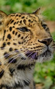 Preview wallpaper amur leopard, wild cat, muzzle, predator