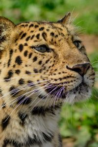 Preview wallpaper amur leopard, wild cat, muzzle, predator