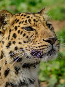 Preview wallpaper amur leopard, wild cat, muzzle, predator