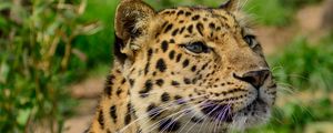 Preview wallpaper amur leopard, wild cat, muzzle, predator