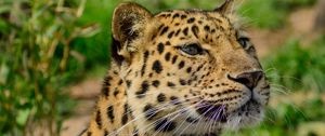 Preview wallpaper amur leopard, wild cat, muzzle, predator