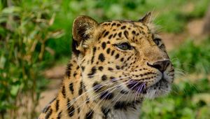 Preview wallpaper amur leopard, wild cat, muzzle, predator