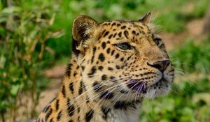 Preview wallpaper amur leopard, wild cat, muzzle, predator