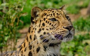 Preview wallpaper amur leopard, wild cat, muzzle, predator