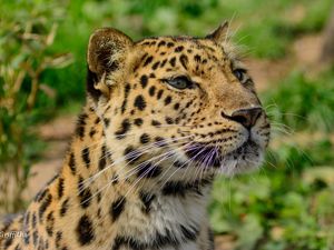 Preview wallpaper amur leopard, wild cat, muzzle, predator