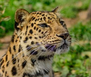 Preview wallpaper amur leopard, wild cat, muzzle, predator