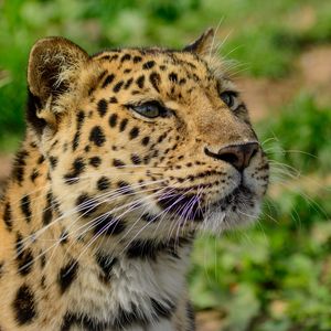 Preview wallpaper amur leopard, wild cat, muzzle, predator