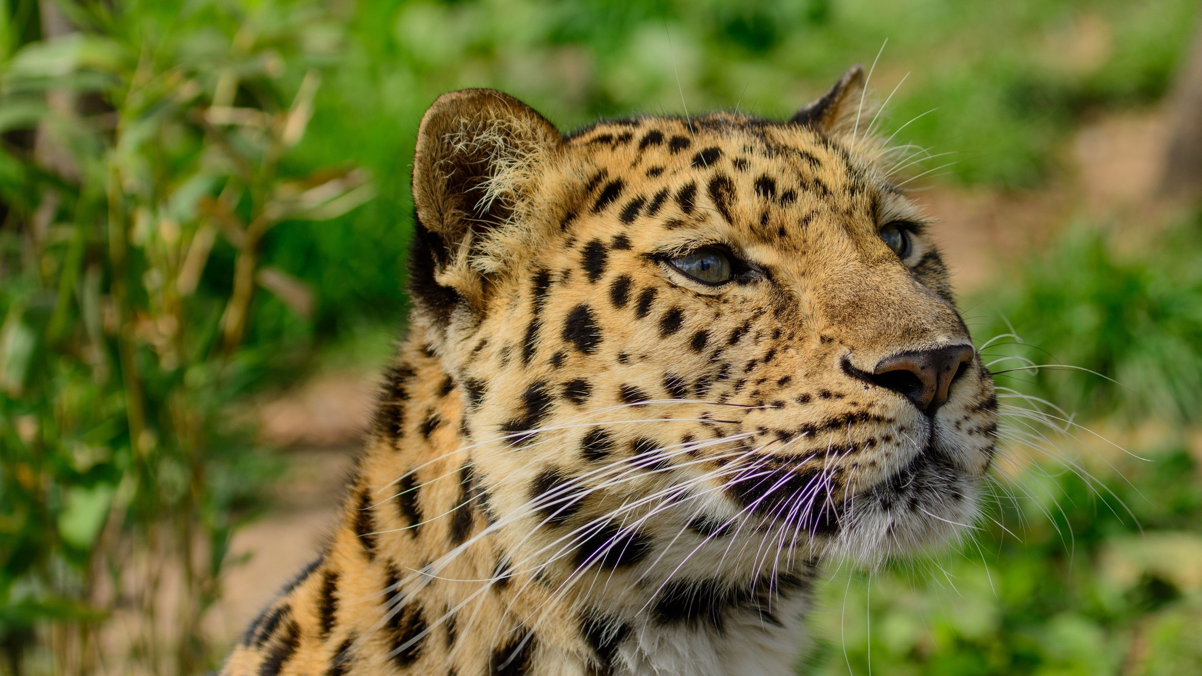 Download wallpaper 3840x2160 amur leopard, wild cat, muzzle, predator ...