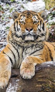 Preview wallpaper amur tiger, big cat, predator