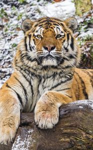 Preview wallpaper amur tiger, big cat, predator