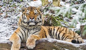 Preview wallpaper amur tiger, big cat, predator