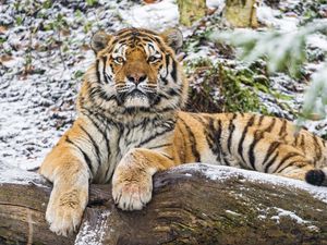 Preview wallpaper amur tiger, big cat, predator