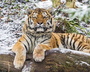 Preview wallpaper amur tiger, big cat, predator