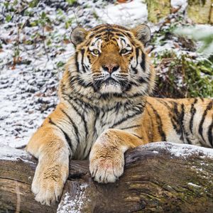 Preview wallpaper amur tiger, big cat, predator