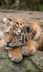 Preview wallpaper amur tiger, cub, lies, predator, rocks