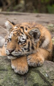 Preview wallpaper amur tiger, cub, lies, predator, rocks