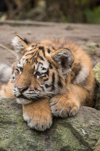 Preview wallpaper amur tiger, cub, lies, predator, rocks