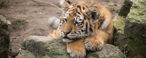 Preview wallpaper amur tiger, cub, lies, predator, rocks