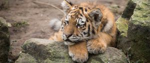 Preview wallpaper amur tiger, cub, lies, predator, rocks