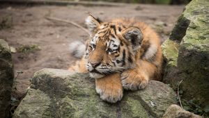 Preview wallpaper amur tiger, cub, lies, predator, rocks