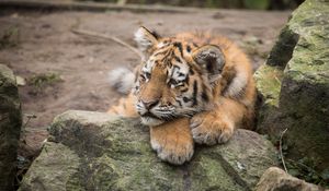 Preview wallpaper amur tiger, cub, lies, predator, rocks