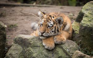 Preview wallpaper amur tiger, cub, lies, predator, rocks