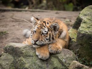 Preview wallpaper amur tiger, cub, lies, predator, rocks