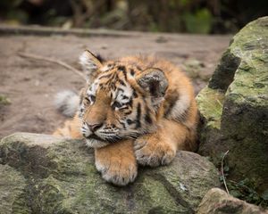 Preview wallpaper amur tiger, cub, lies, predator, rocks