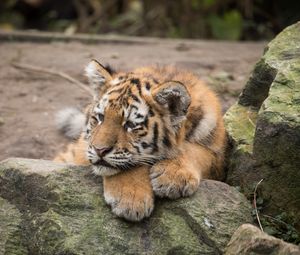 Preview wallpaper amur tiger, cub, lies, predator, rocks