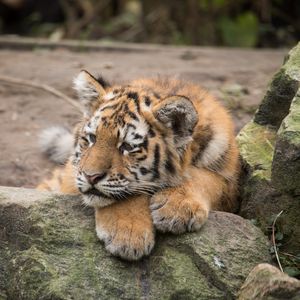 Preview wallpaper amur tiger, cub, lies, predator, rocks