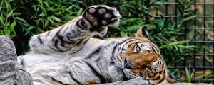 Preview wallpaper amur tiger, face, predator, paw