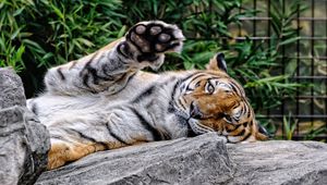 Preview wallpaper amur tiger, face, predator, paw