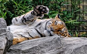 Preview wallpaper amur tiger, face, predator, paw