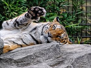 Preview wallpaper amur tiger, face, predator, paw