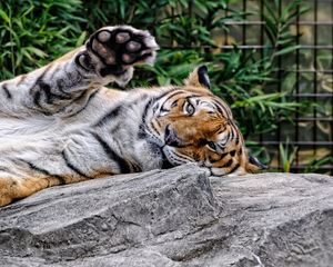 Preview wallpaper amur tiger, face, predator, paw