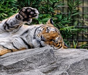 Preview wallpaper amur tiger, face, predator, paw