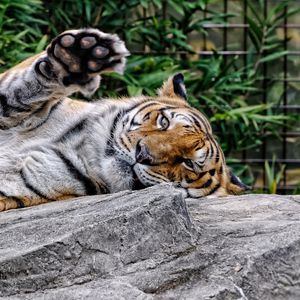 Preview wallpaper amur tiger, face, predator, paw