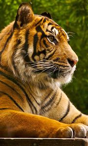 Preview wallpaper amur tiger, lying, striped, big cat