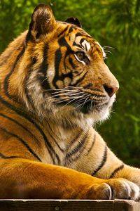 Preview wallpaper amur tiger, lying, striped, big cat