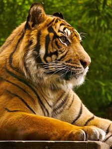 Preview wallpaper amur tiger, lying, striped, big cat