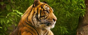 Preview wallpaper amur tiger, lying, striped, big cat