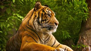 Preview wallpaper amur tiger, lying, striped, big cat